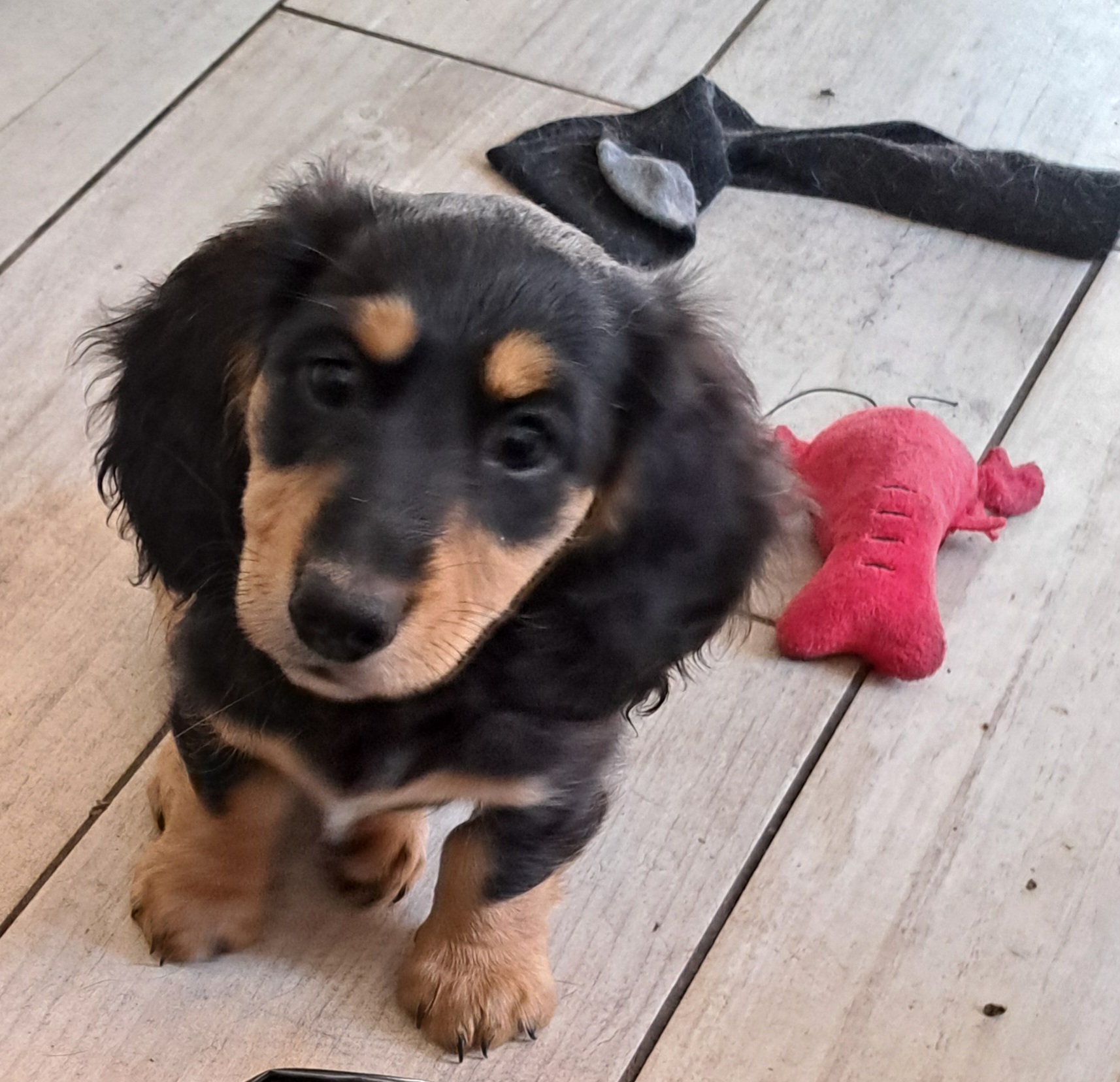 2 beautiful healthy miniature long haired dachshunds