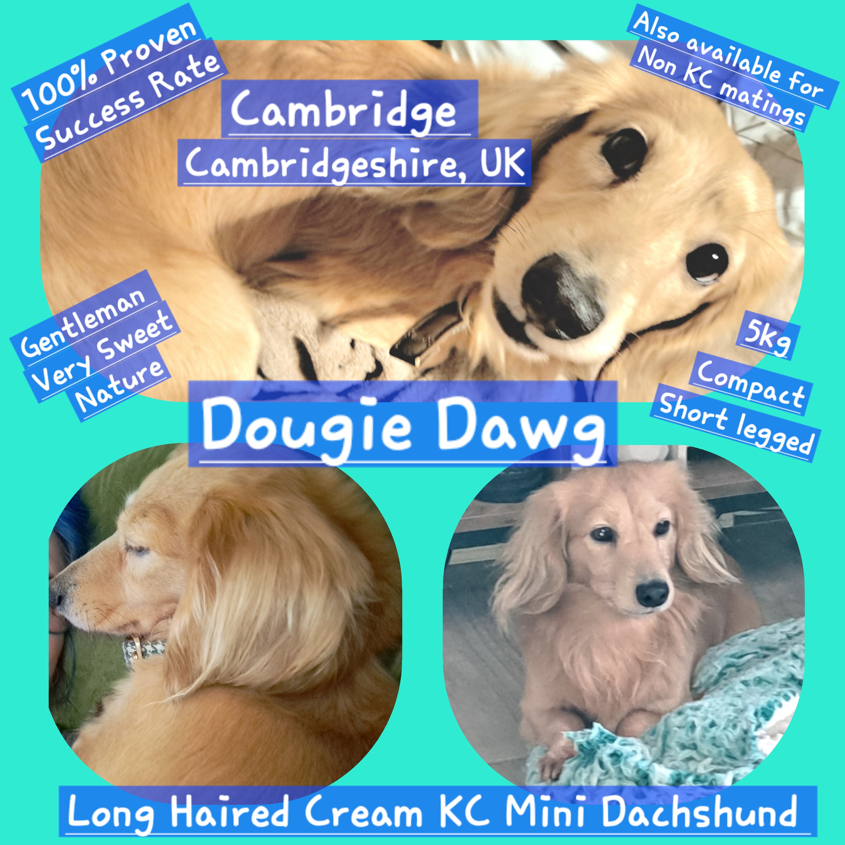 Doug for stud - 100% success Long haired cream