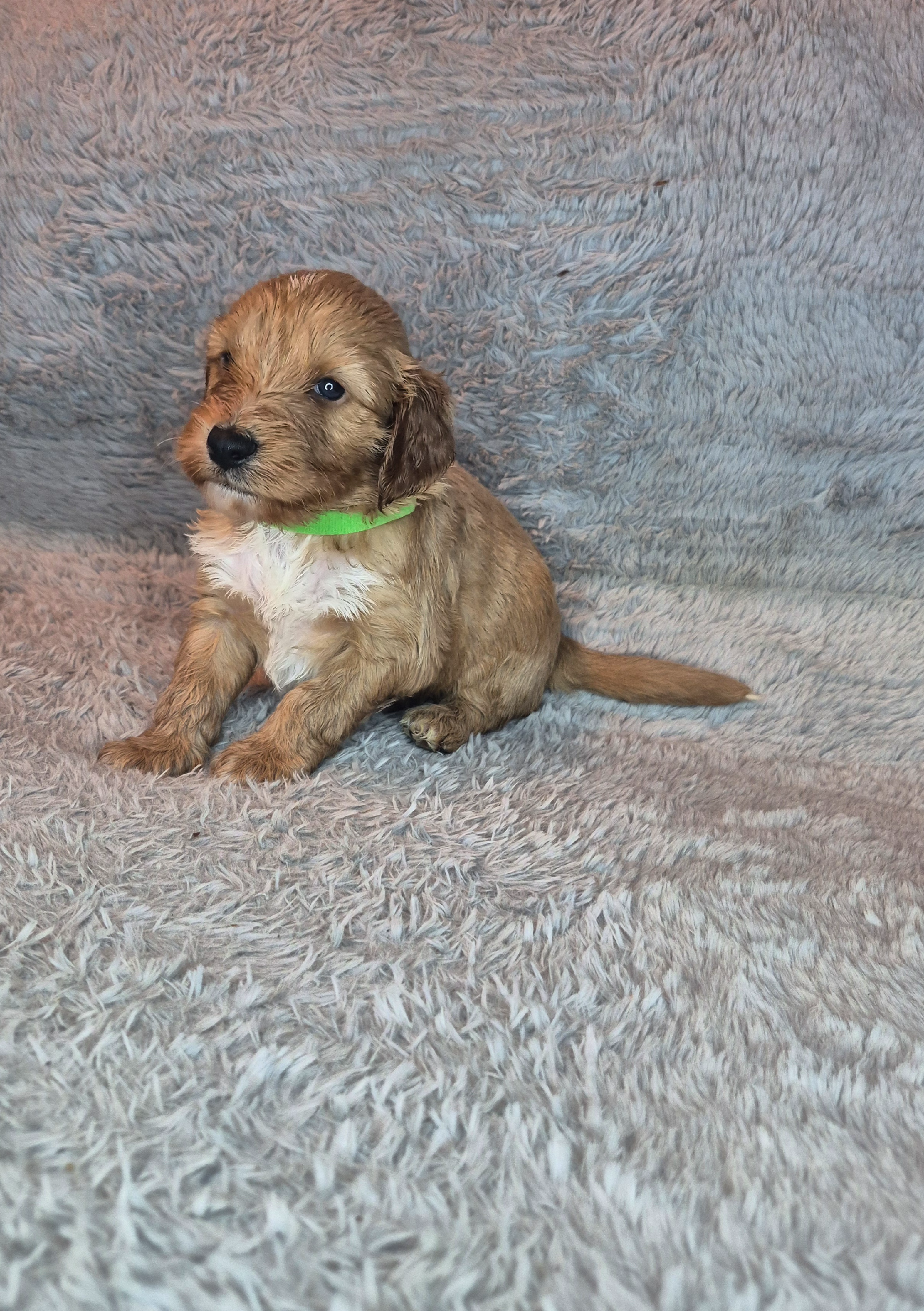 Toy Irish Doodle Puppies For Sale PRA/PRCD Clear