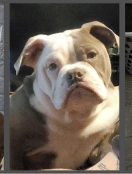 CARTEL BLOODLINE OLDE ENGLISH PUPPIES