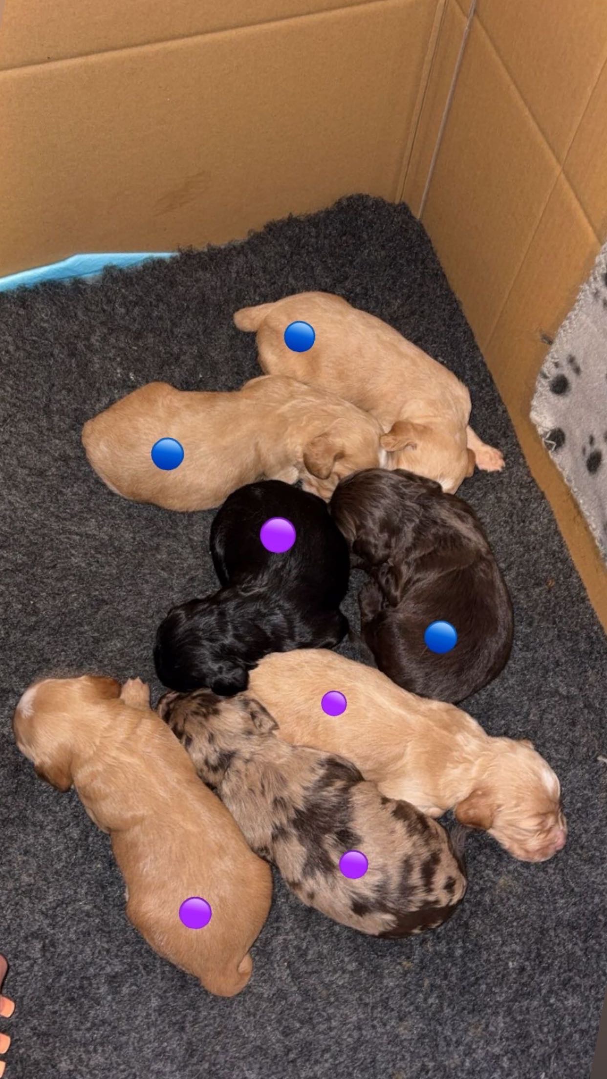 Sprocker Puppies