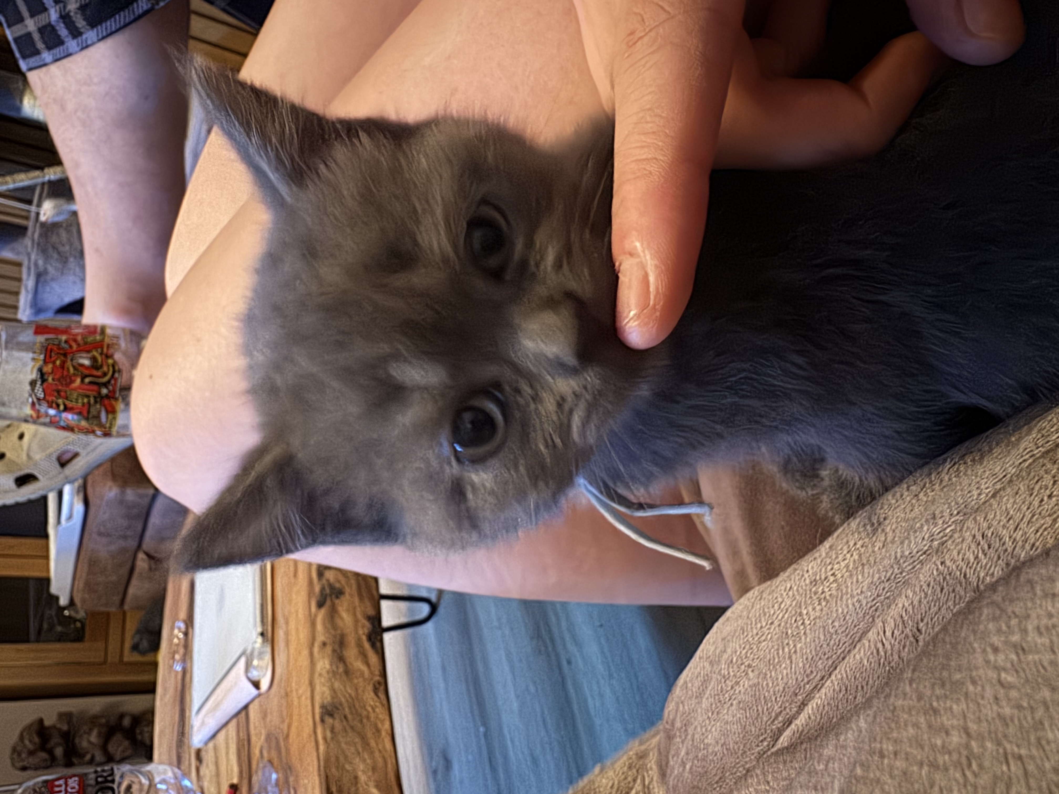 Little Blue seeks forever family 