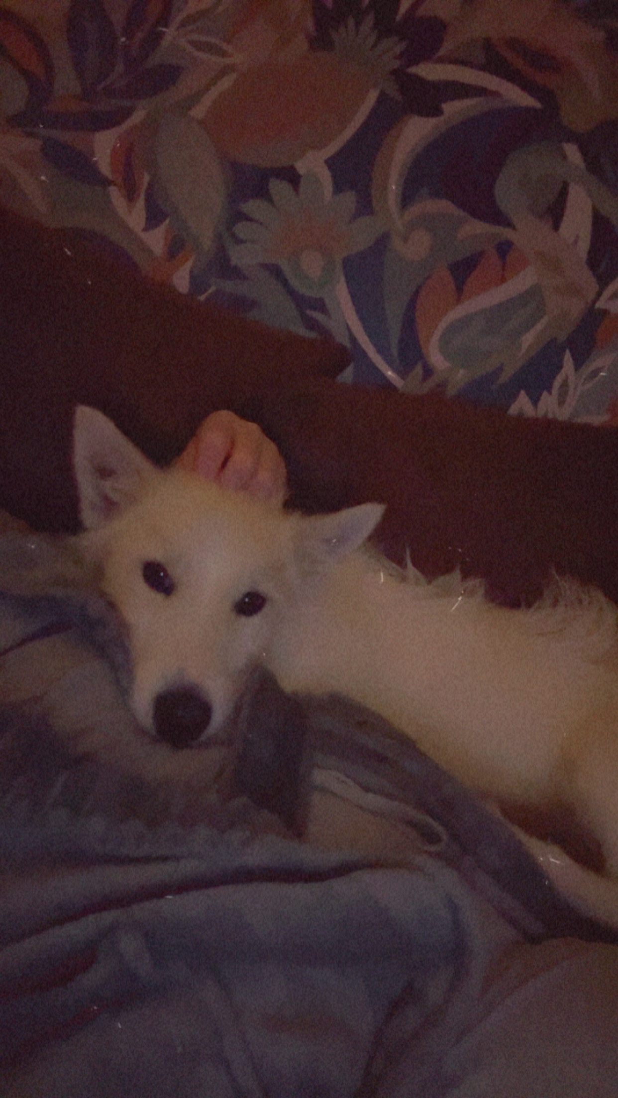 Husky X Terrier 