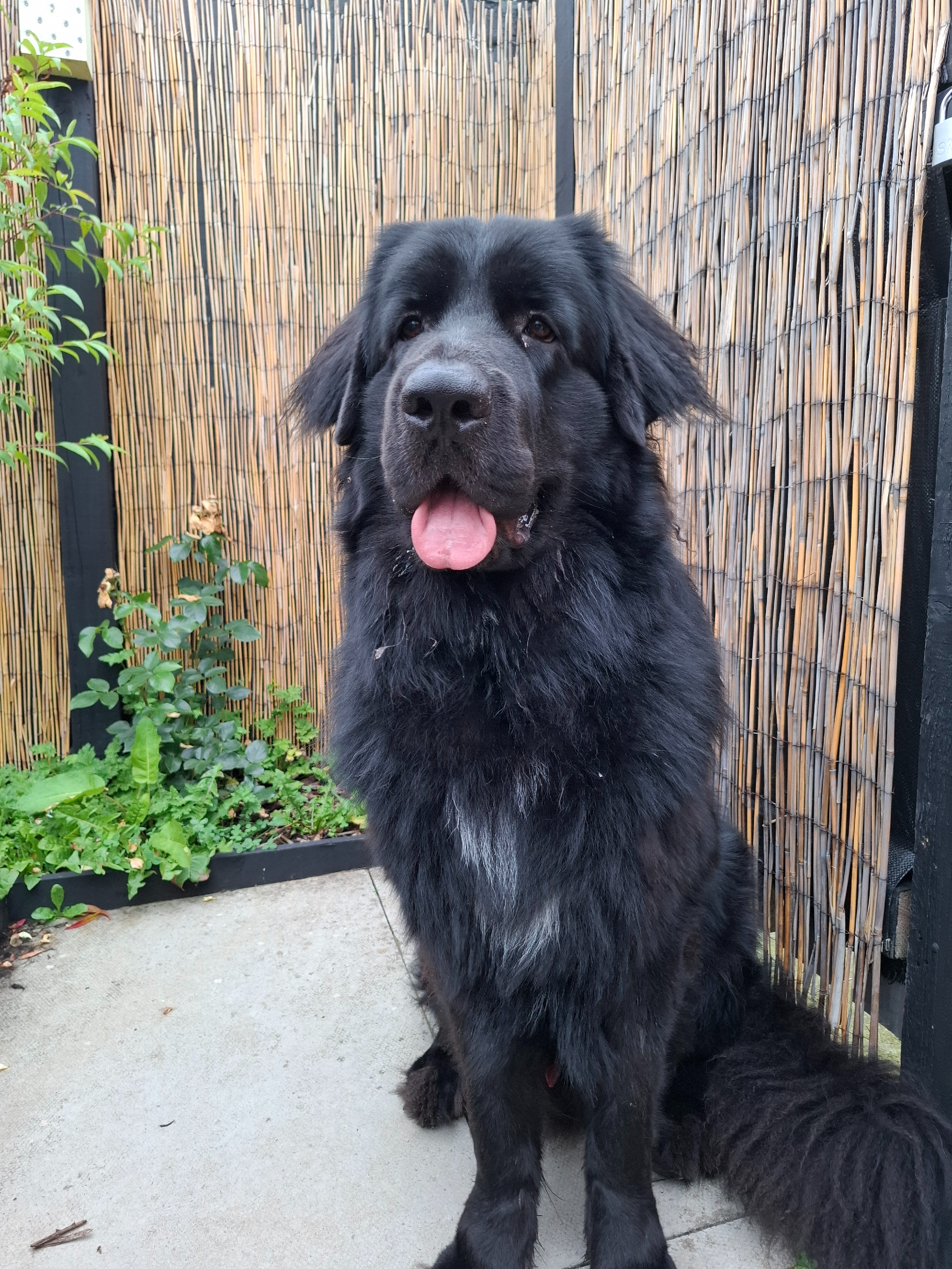 Male Newfound cross 1 years old