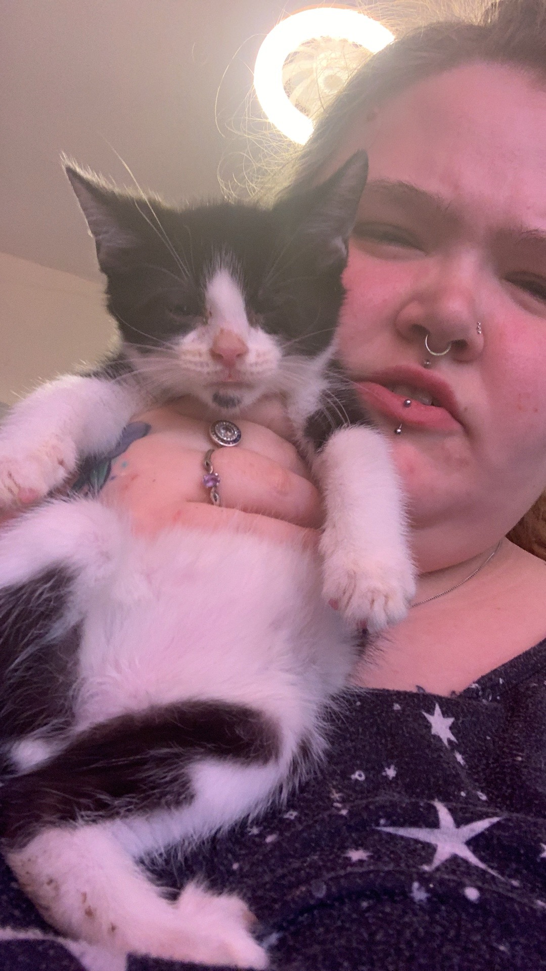 Kitten