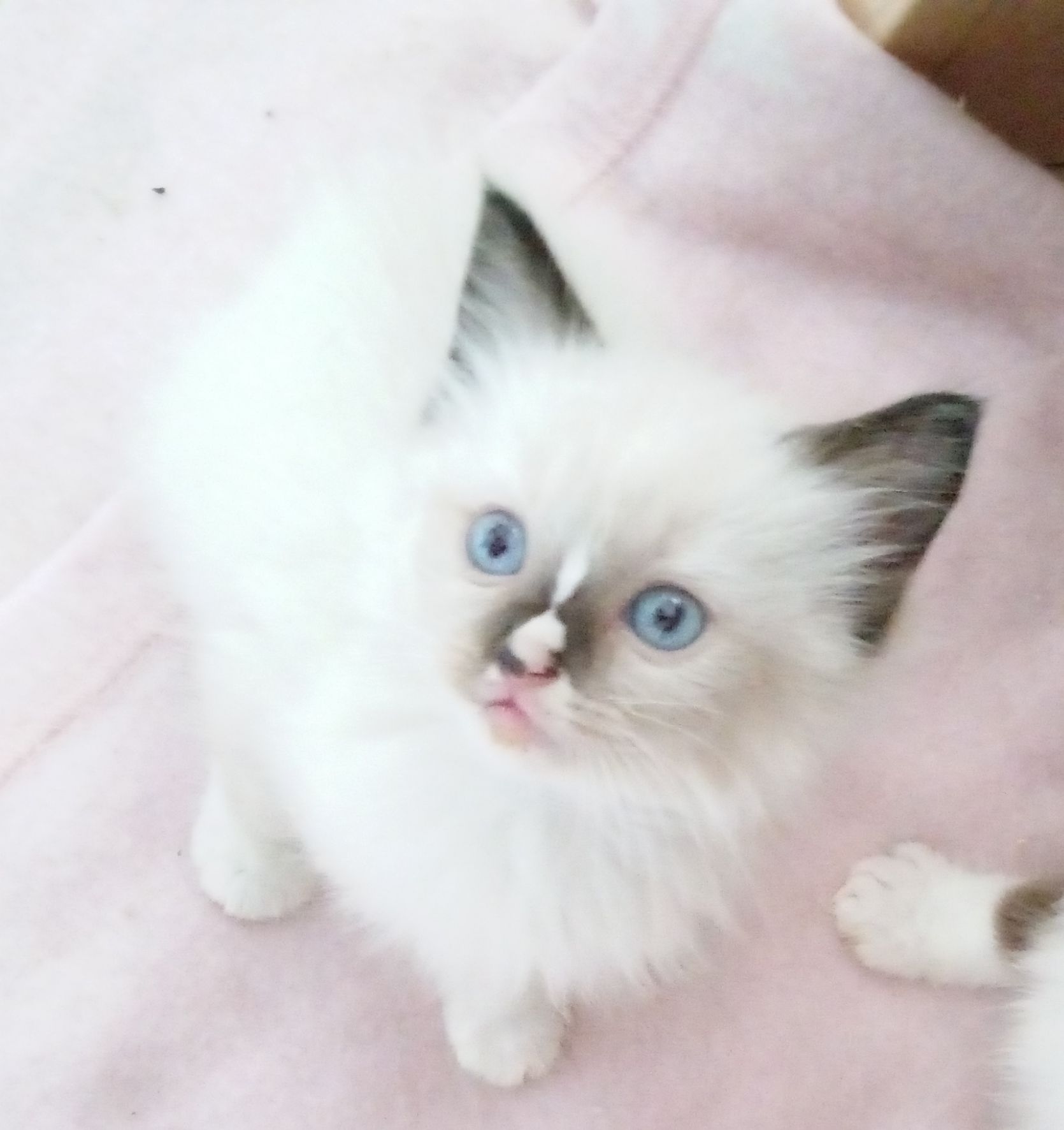 Pretty Ragdoll kittens