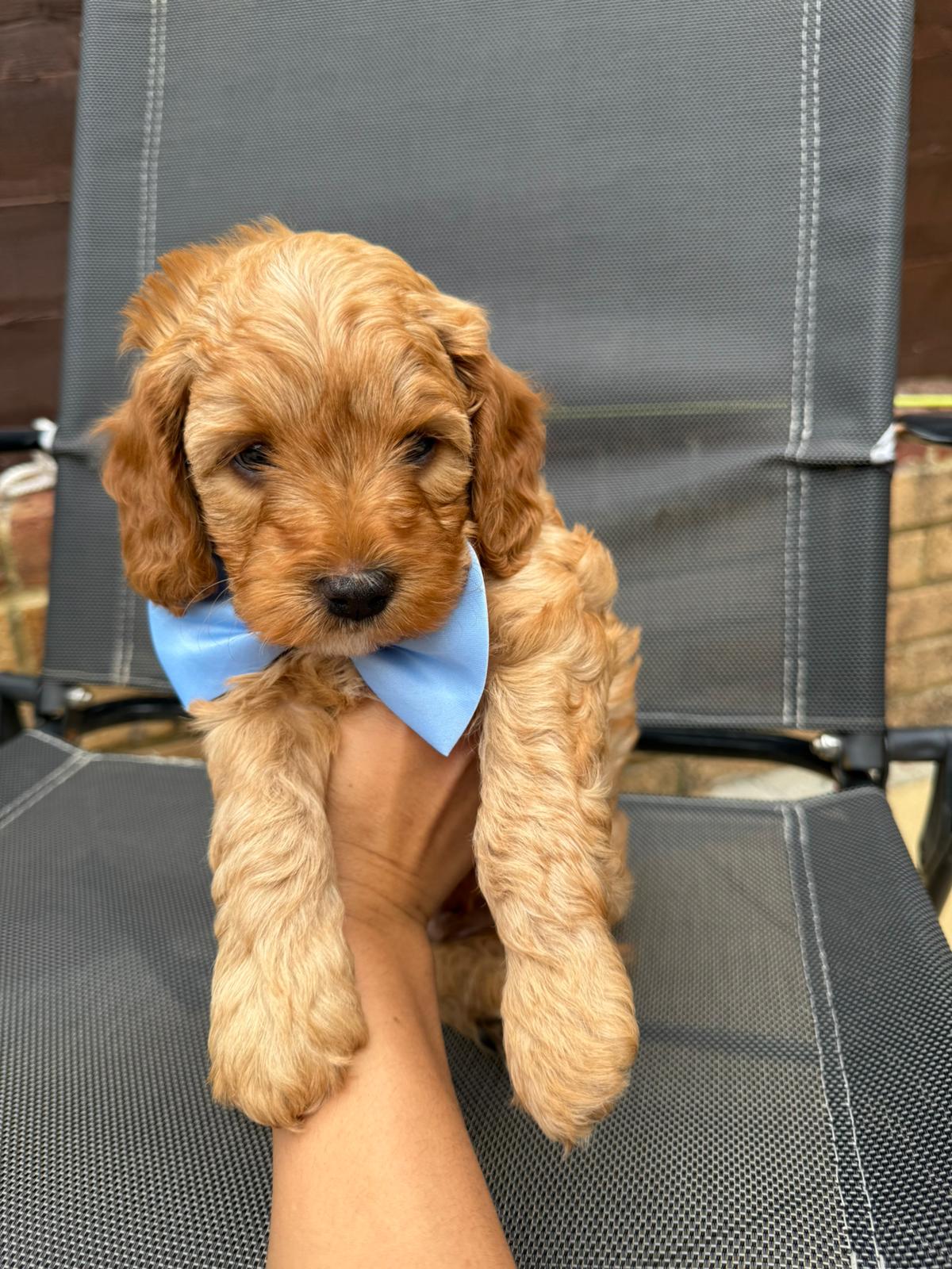 Cavapoo F1b 