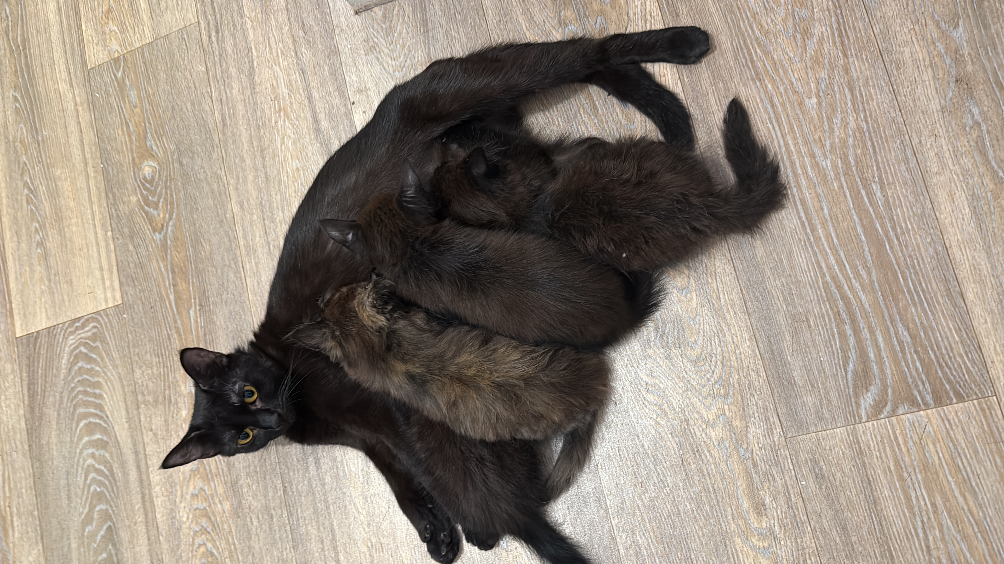 Kittens