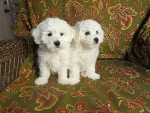 Bichon frise 3 lovely boys 2 gilrls