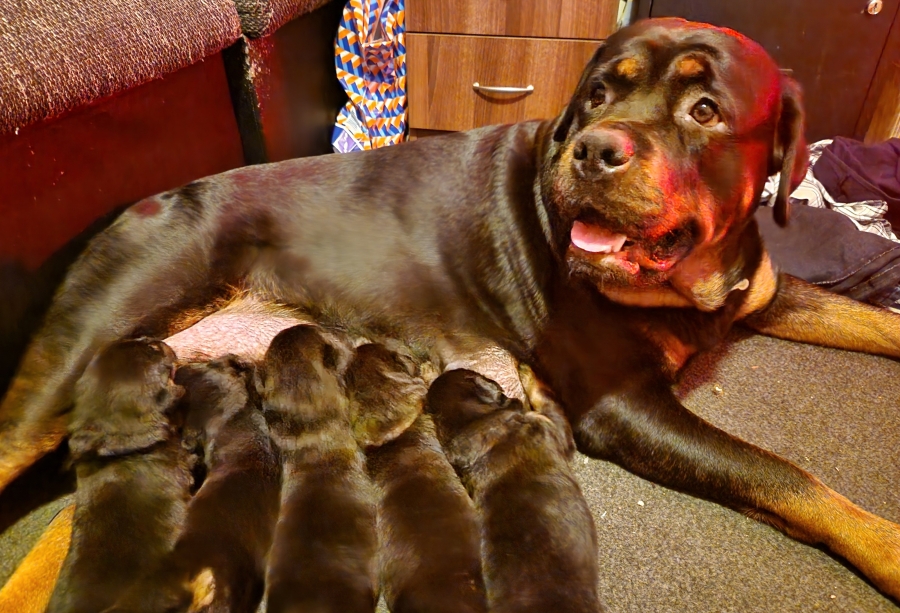 Rottweiler chunky puppies