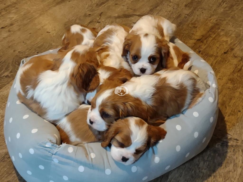 Beautiful Cavalier King Charles Spaniel puppies 