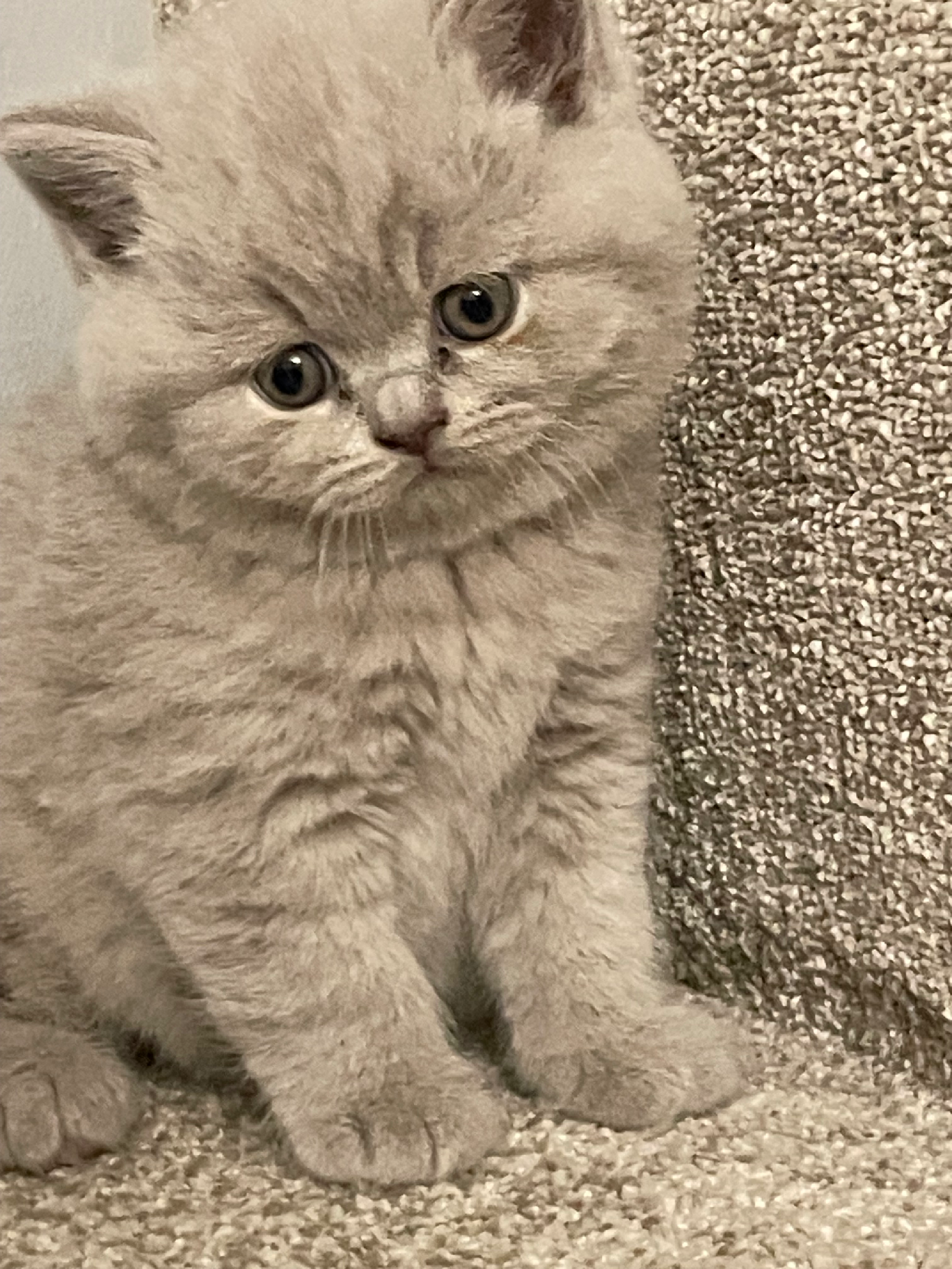 Kitten