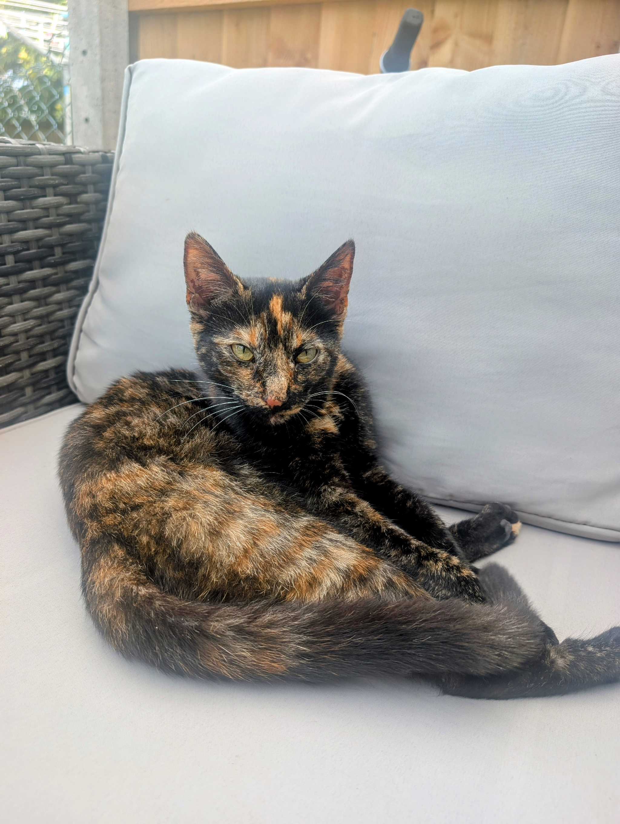 8 month old kitten