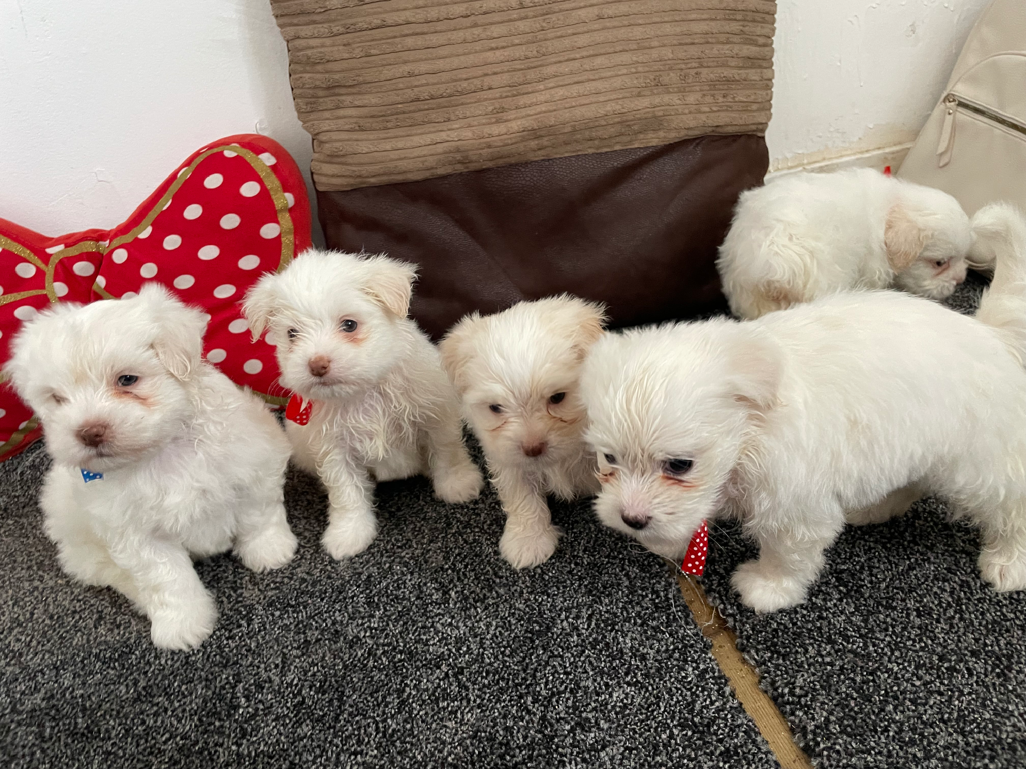 Bishon frise baby
