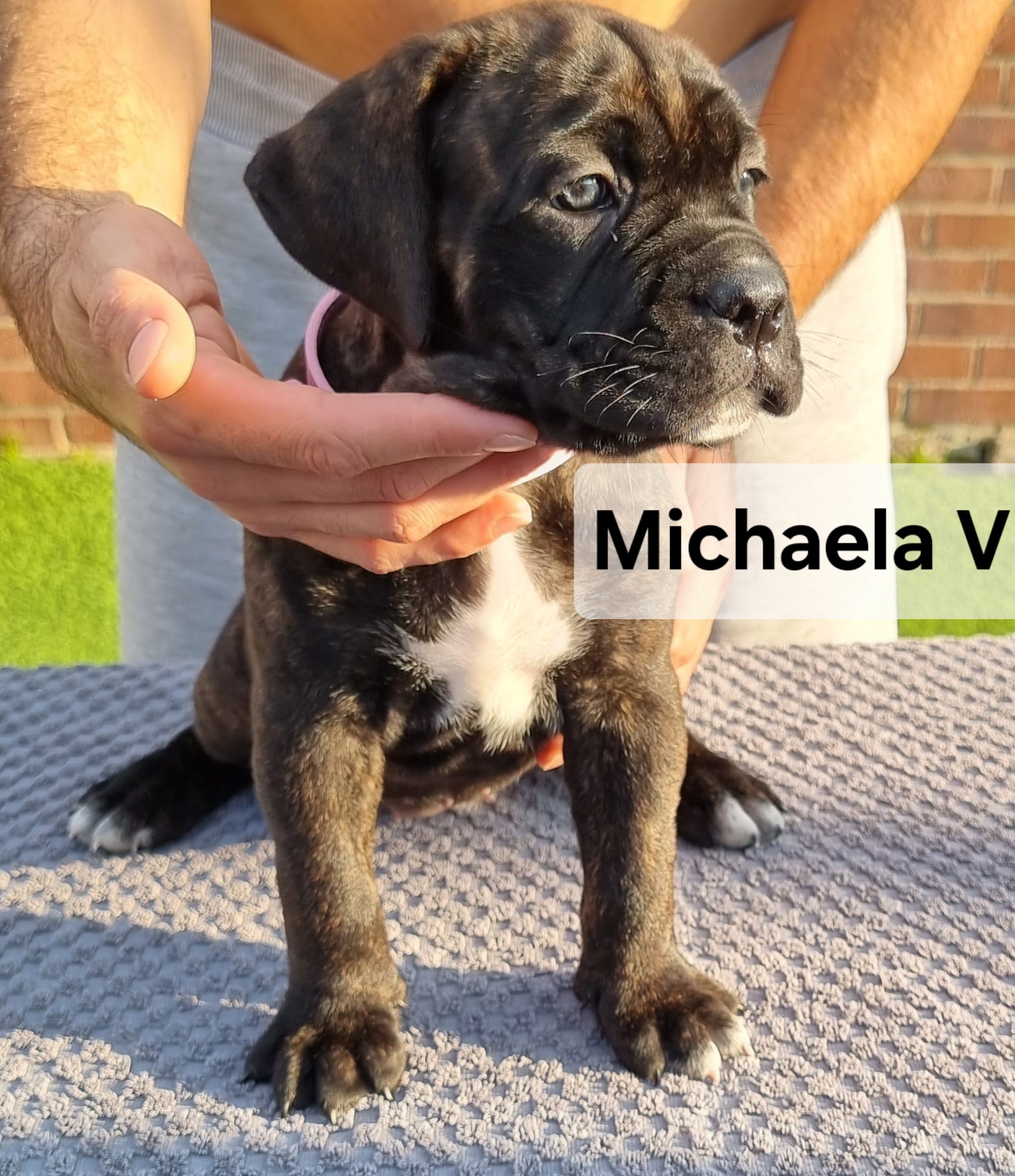Pedigree Cane Corso Puppies