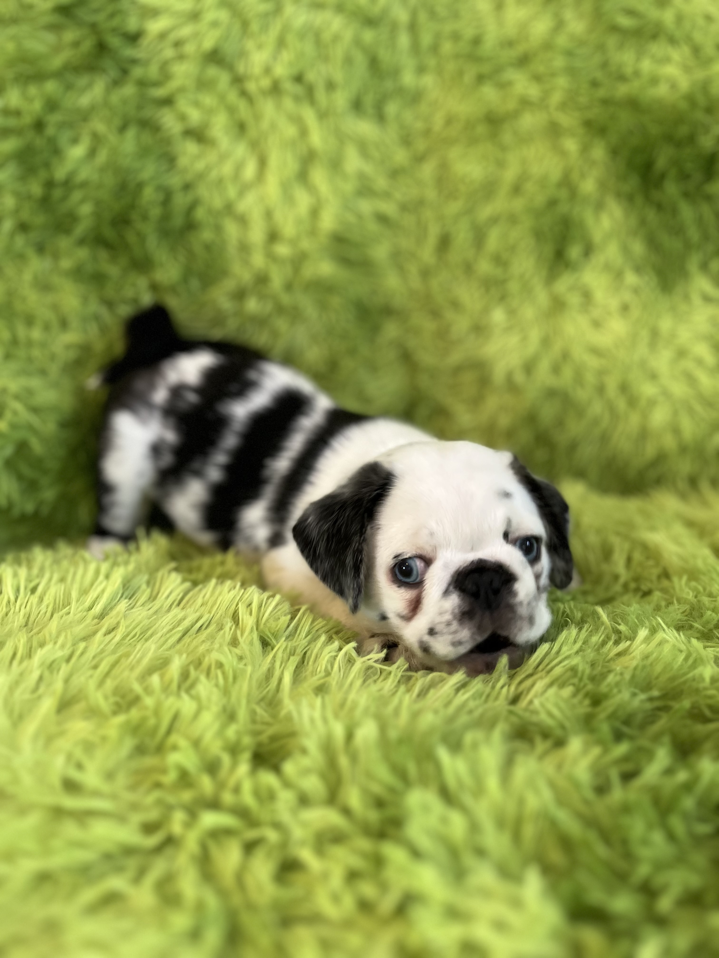 Pug Puppies 