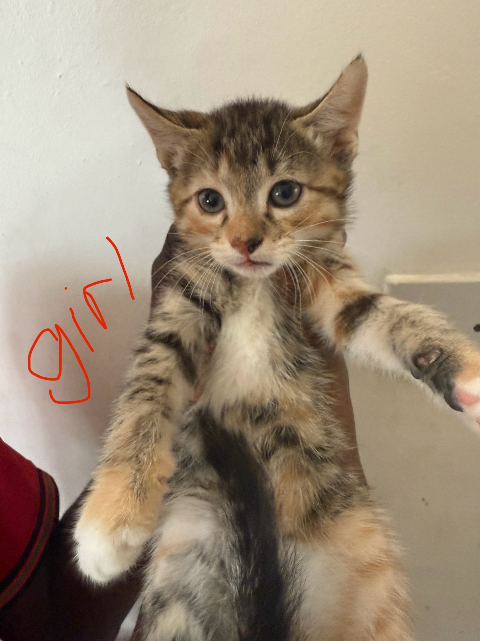 5 KITTENS FOR SALE