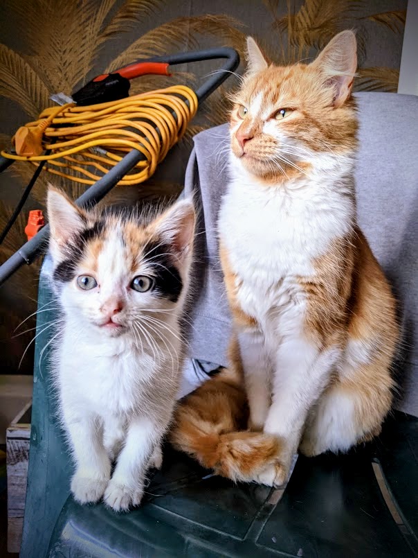 Stunning Maine Coon X BSH kittens 
