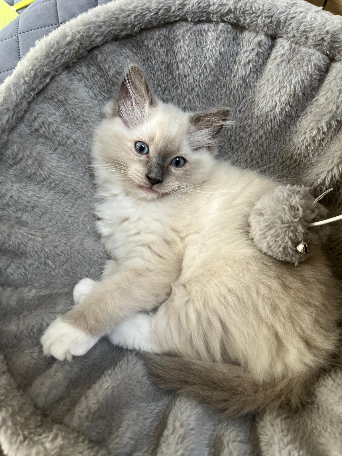Adorable Ragdoll Boy Kitten - 12 weeks old - Ready for Loving Homes