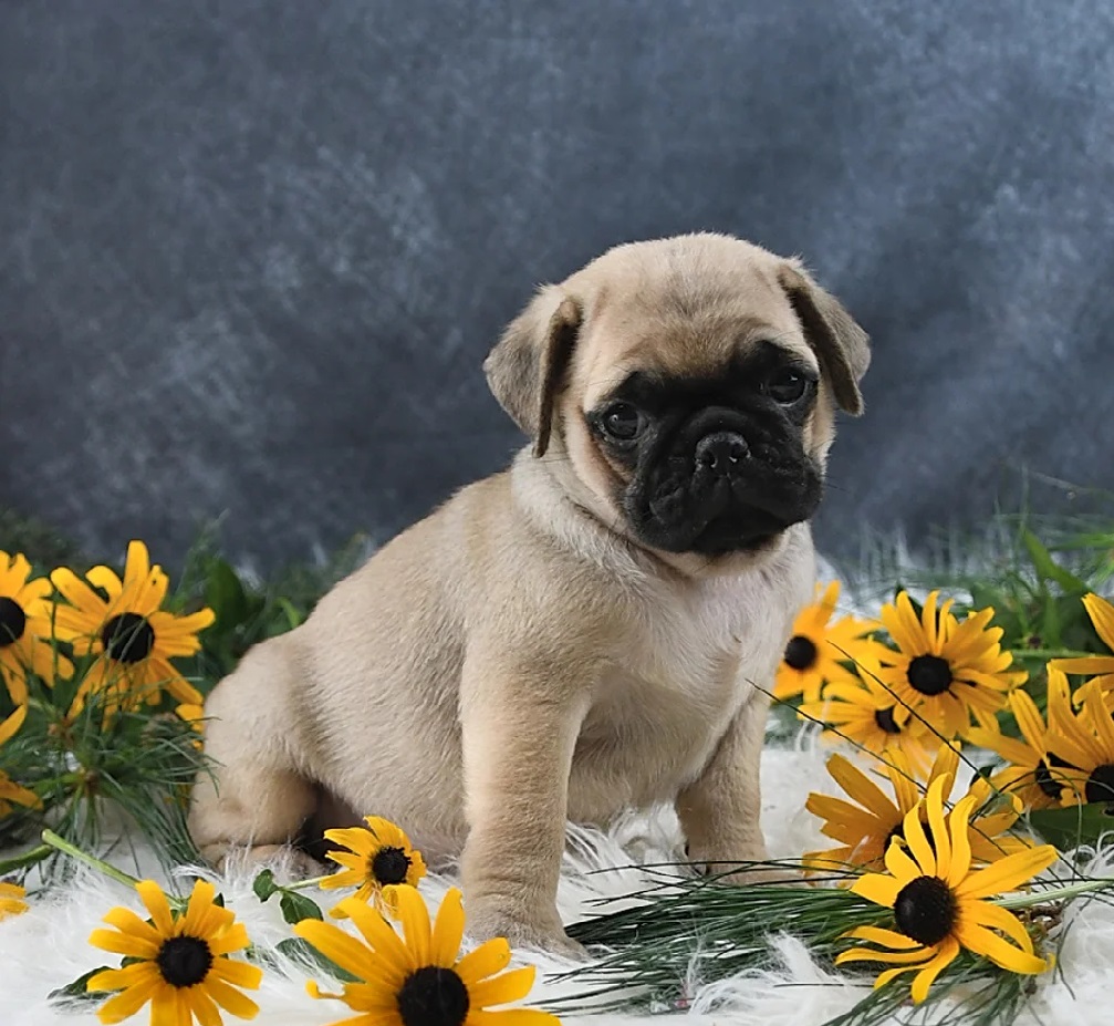 charming little boy Pug Puppy