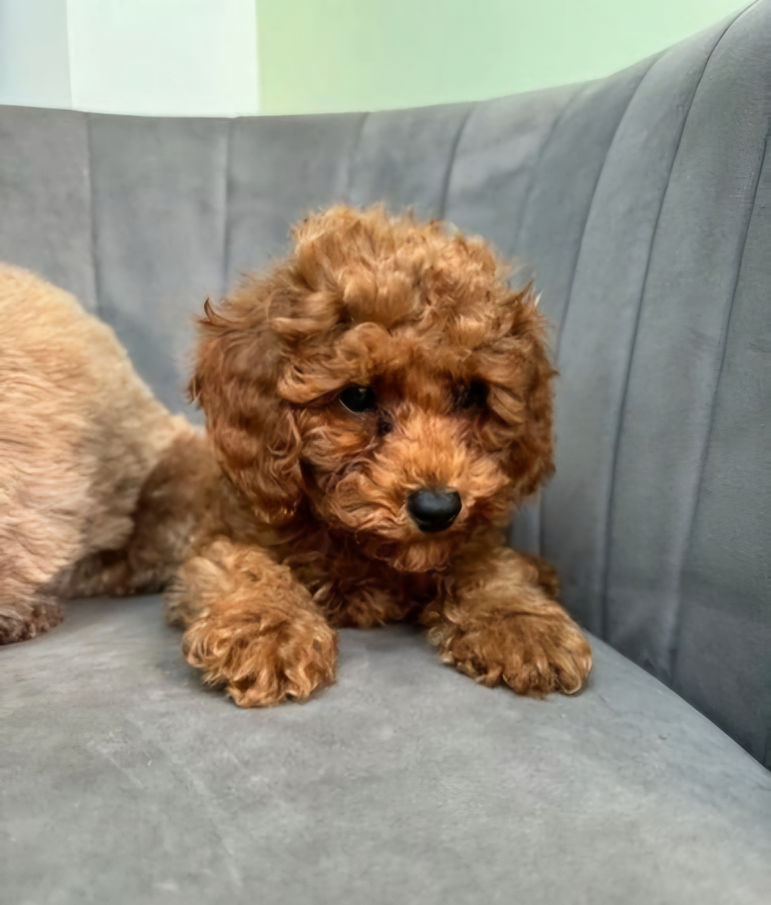 Quality f1 Cockapoo pups