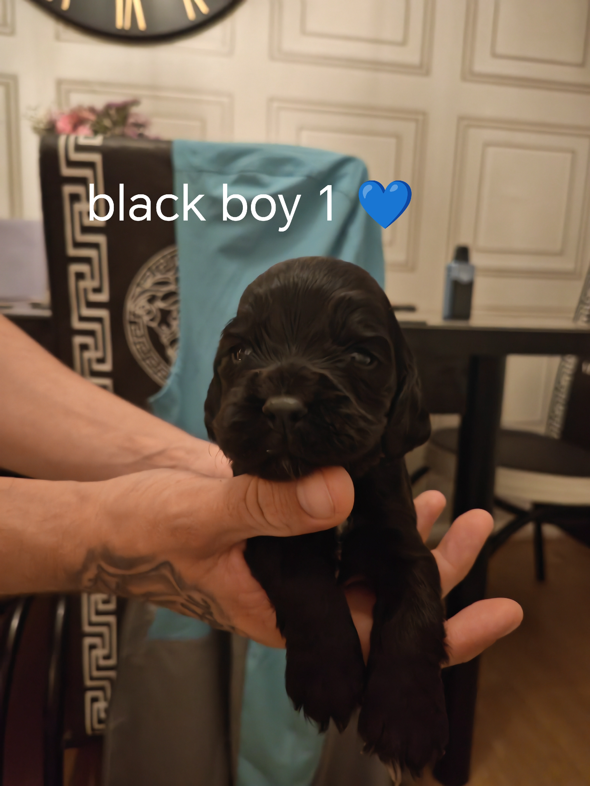 Cockerpoo puppies