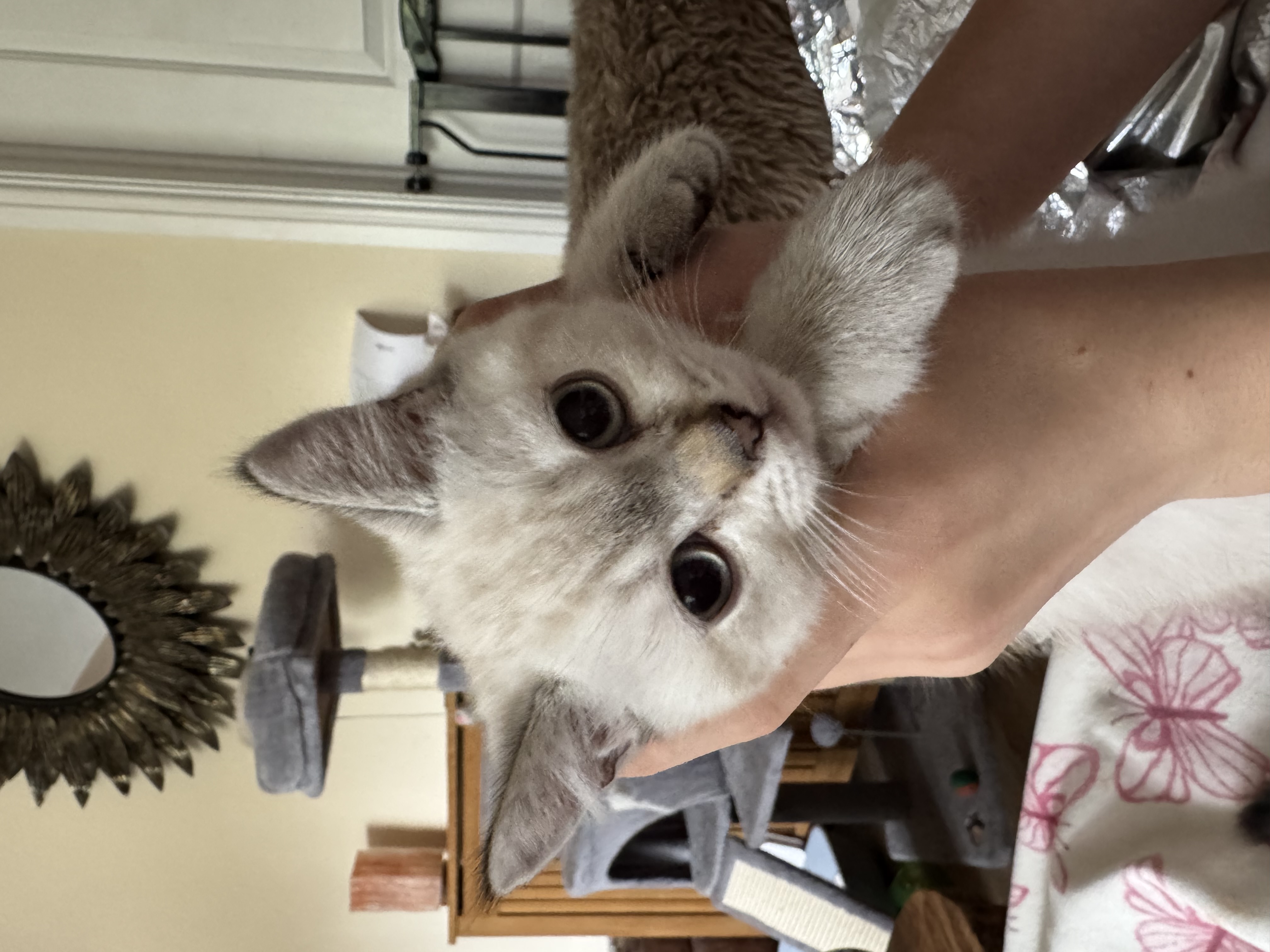 Pedigree British shorthair kitten ready now 
