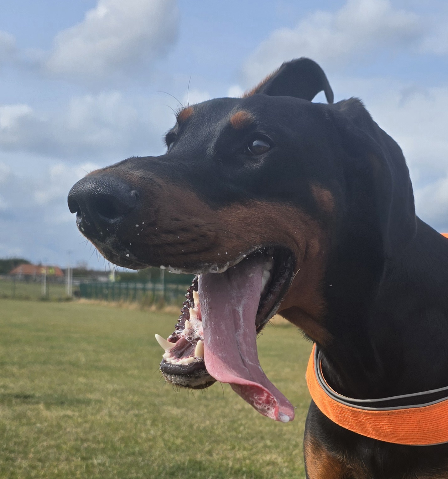 1 year old female doberman