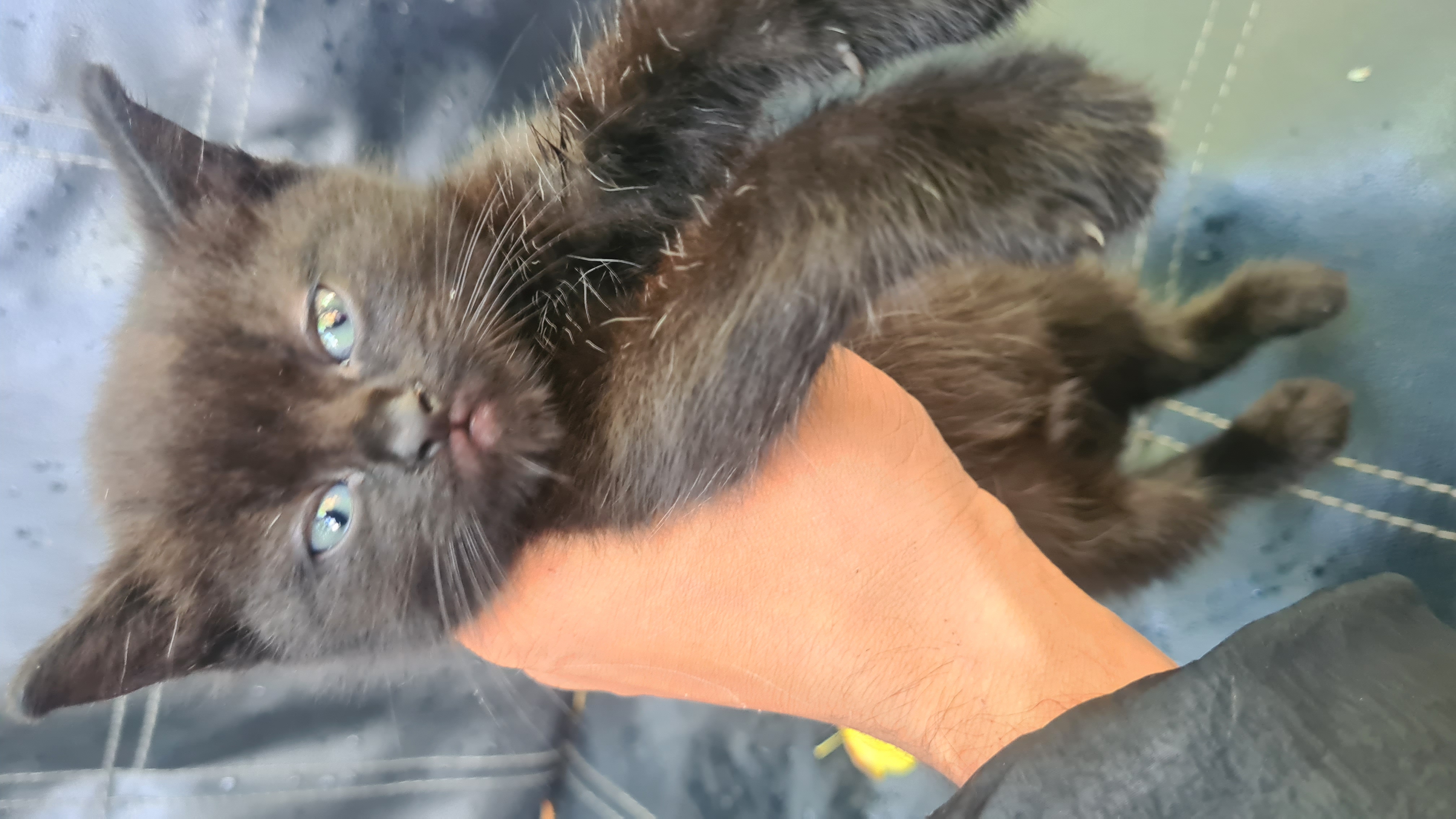 4 Gogus kittens looking 4 new home 🏡 