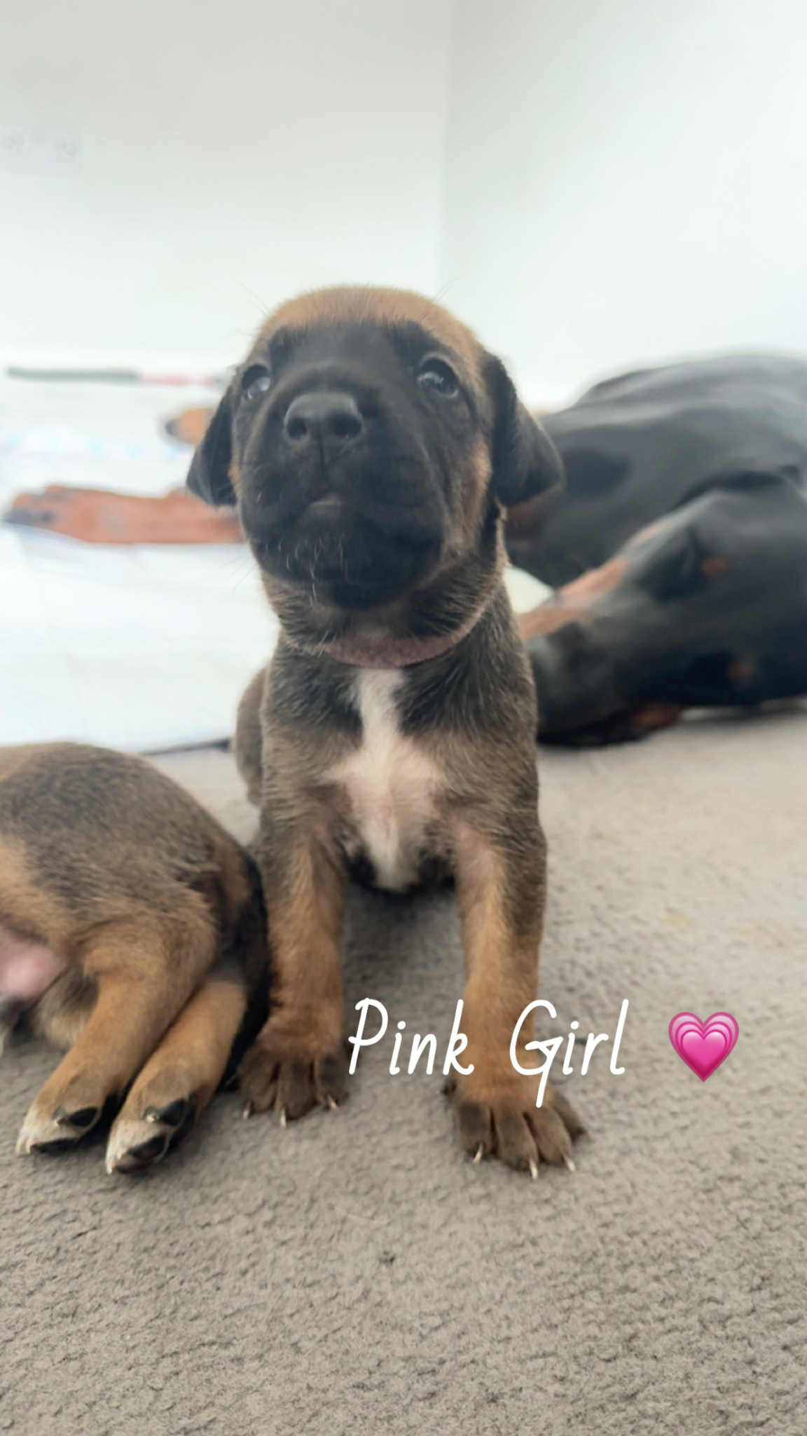 Doberman x American Bulldog 