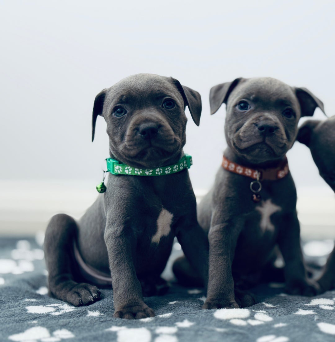 Outstanding litters of staffy pups 