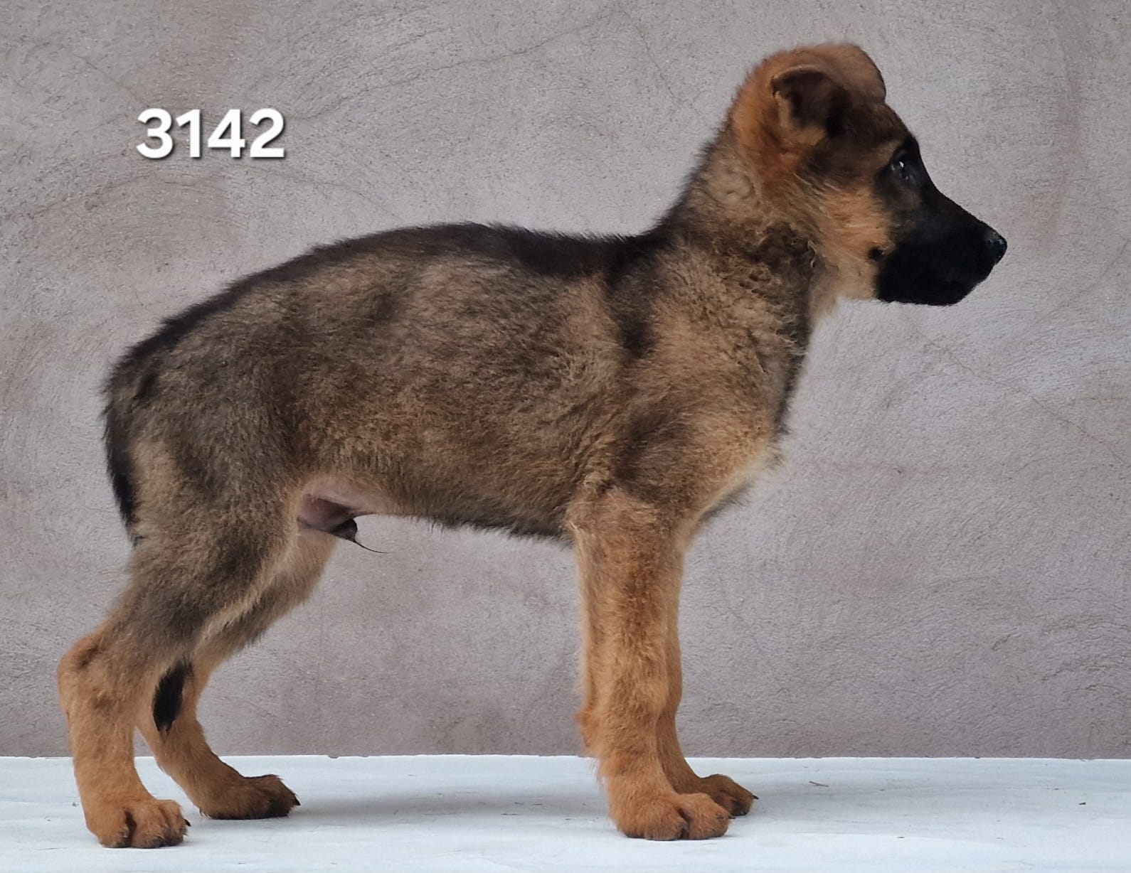 German Shepherd Puppies – Top Pairing (Yack-Sharan vom Gamsetal × A-Cora Casa de Silva) 🐾