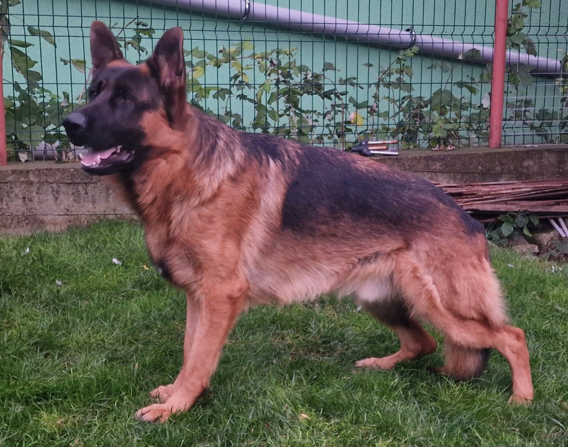 One year old male and four months old available