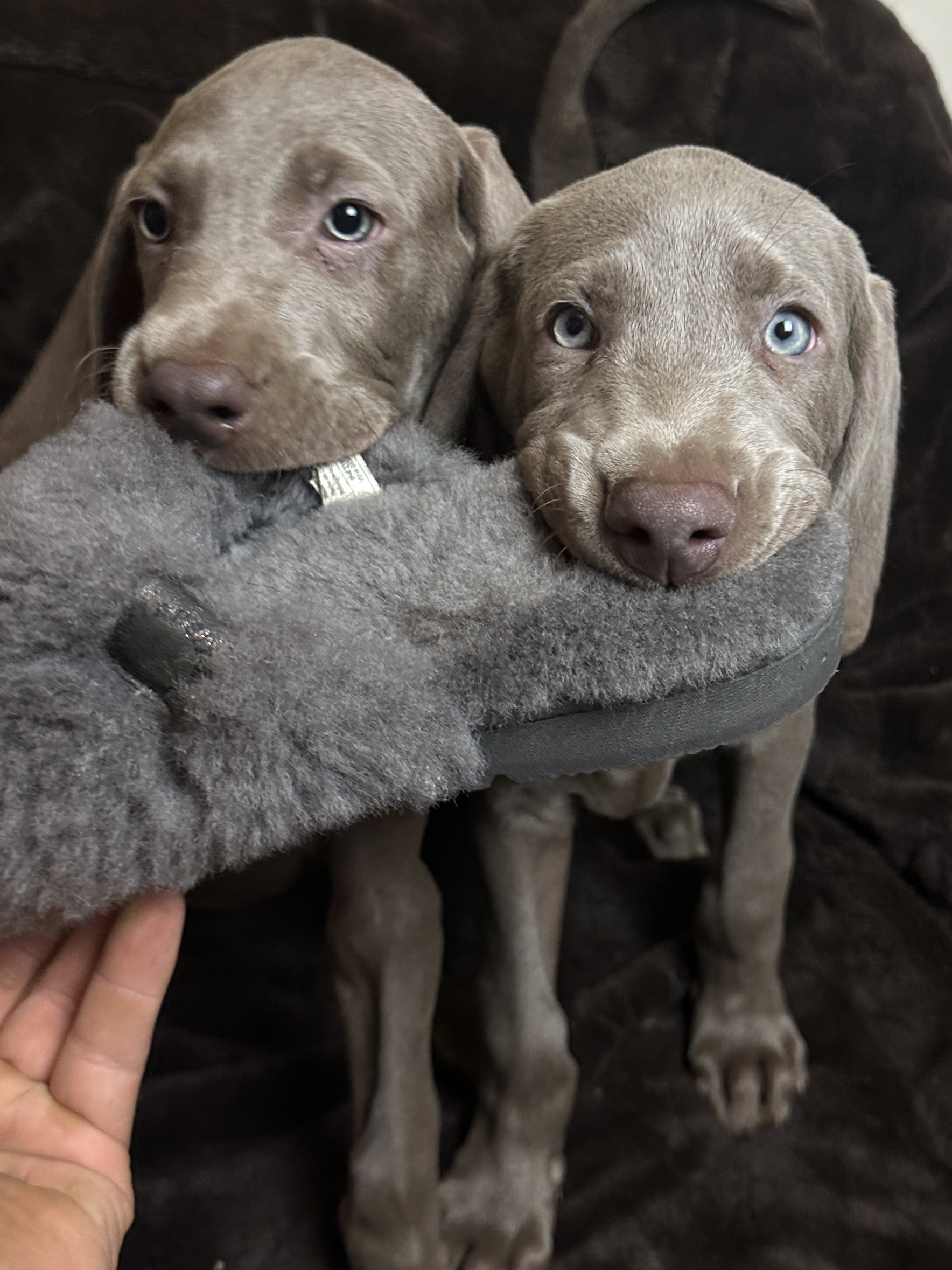 Exceptional Weimaraner pups (KC reg) pedigree)