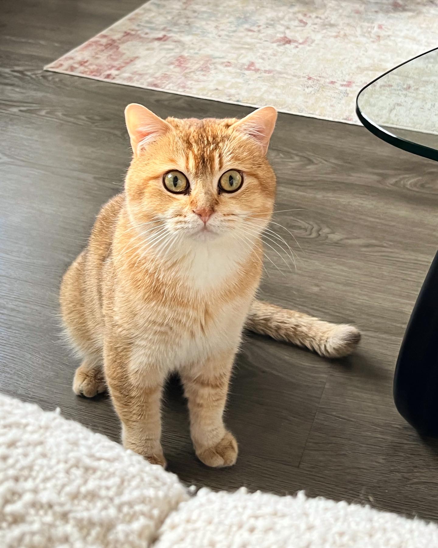 Pedigree British Shorthair Male 