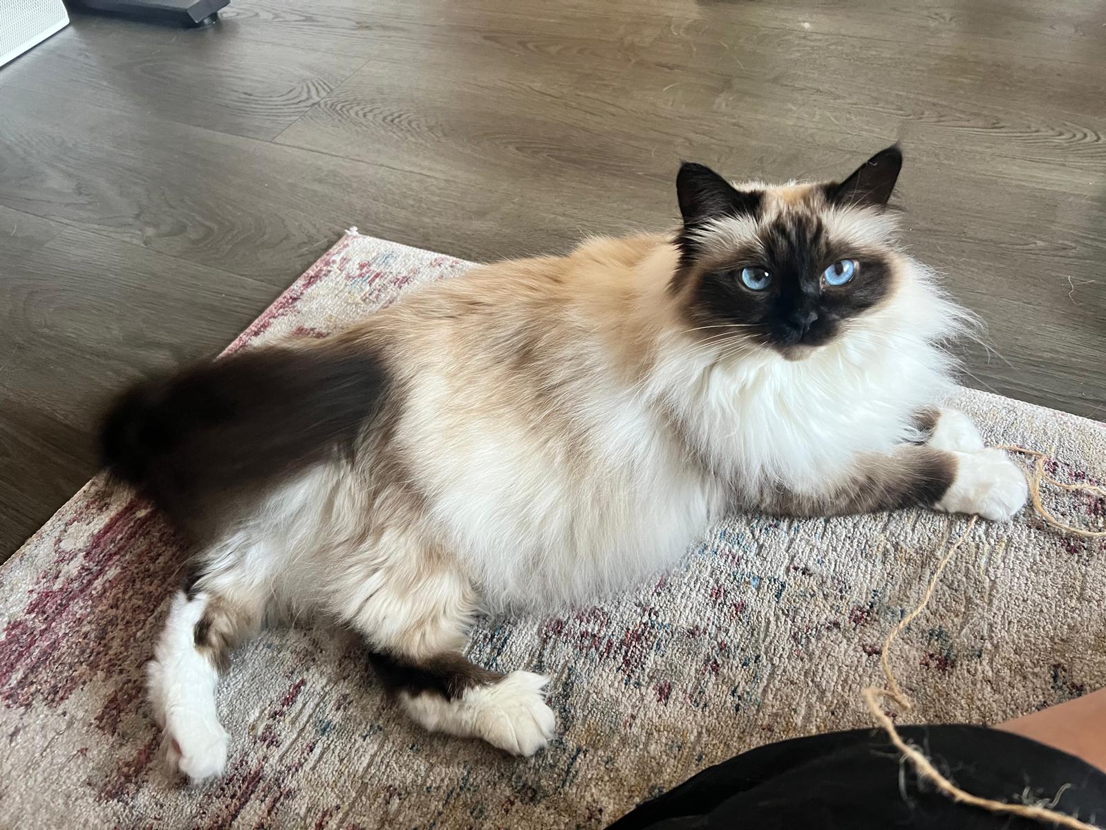 Pedigree (seal point) Birman Female 