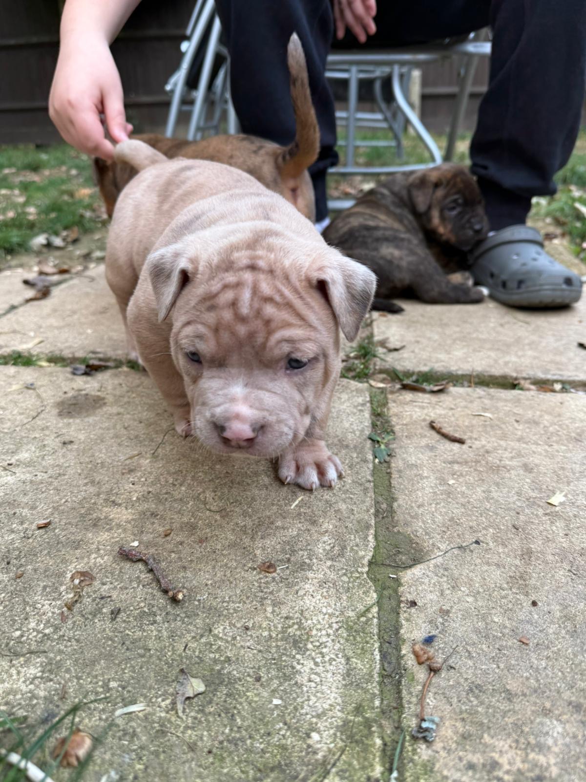 Mastiff x puppies 