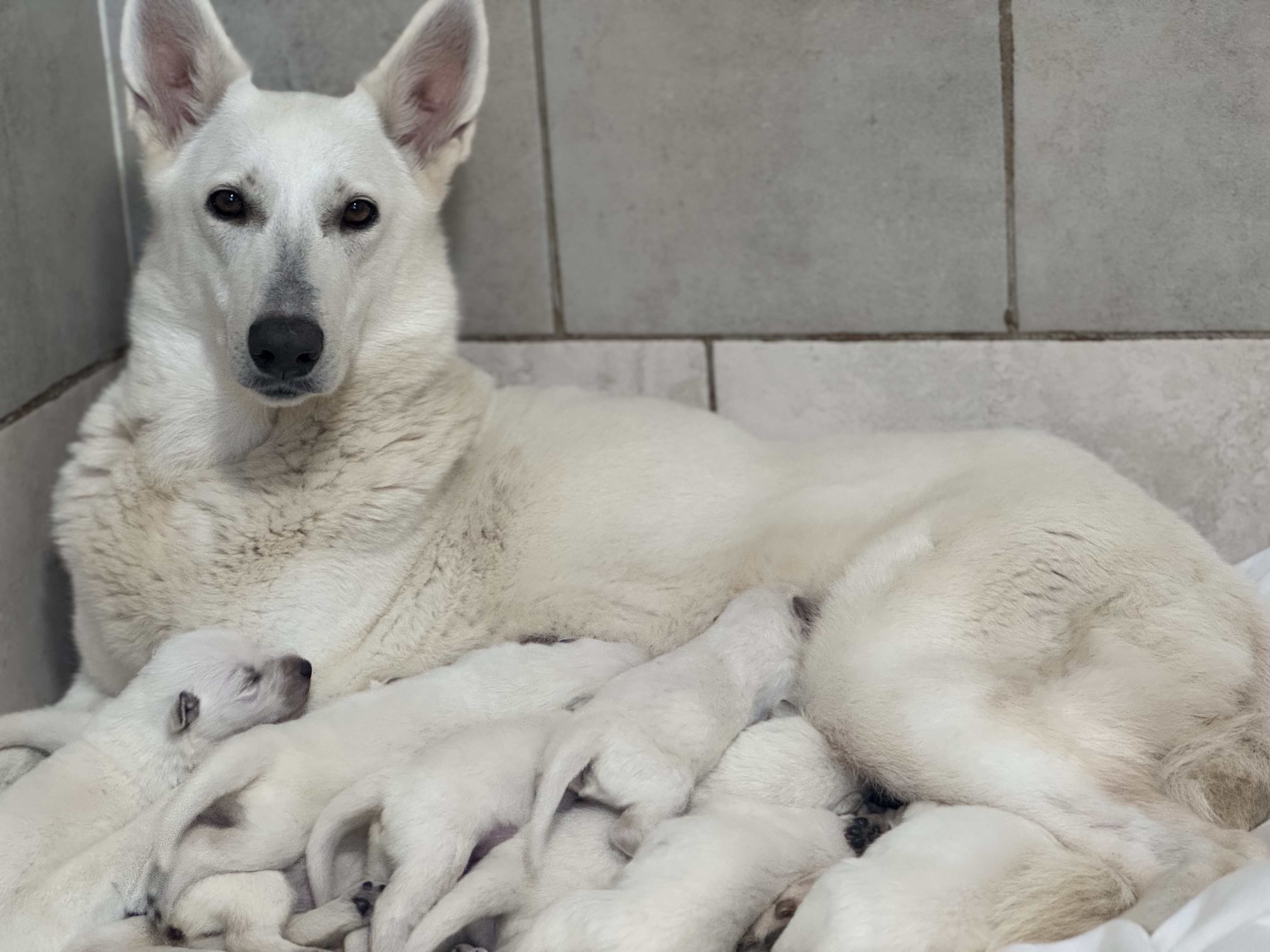 White Swiss Shepherd puppies