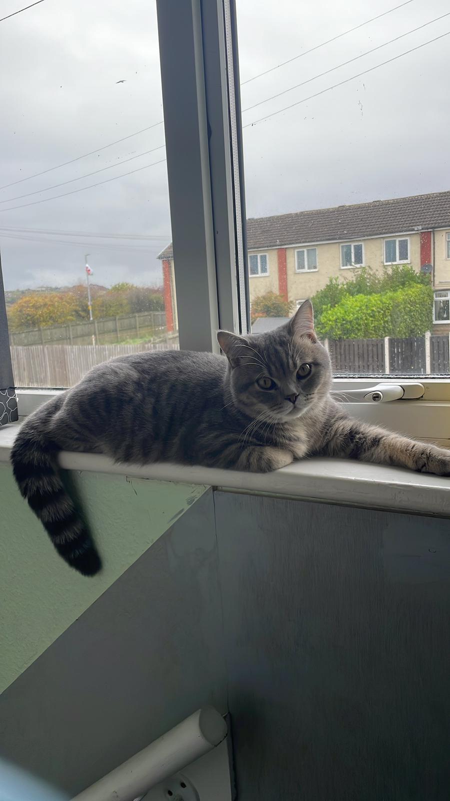 Silver lilac tabby, British short hair male