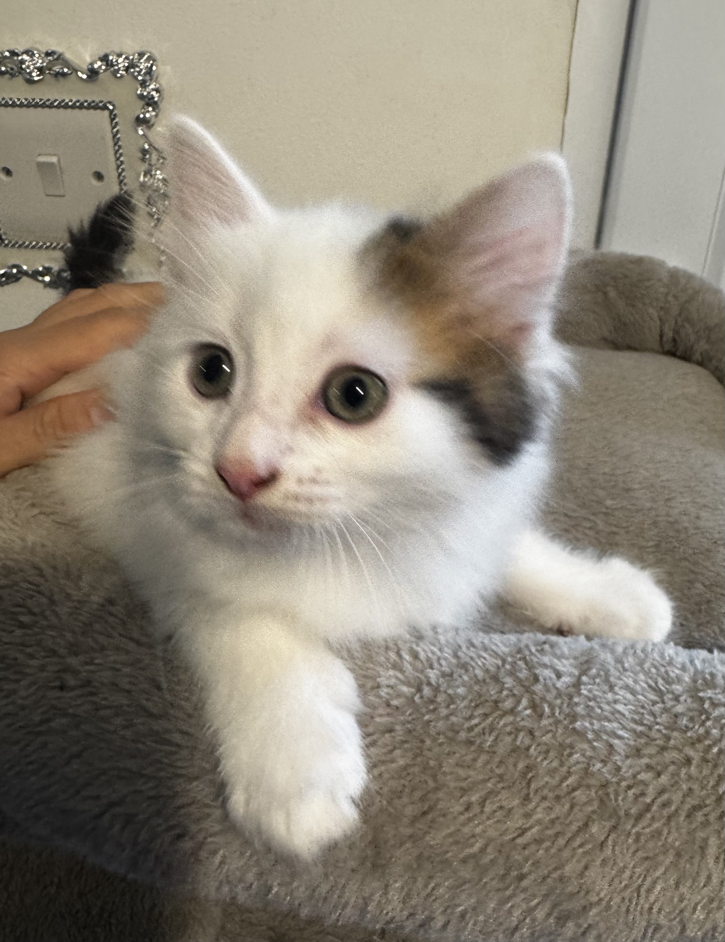 Beautiful Ragdoll kittens