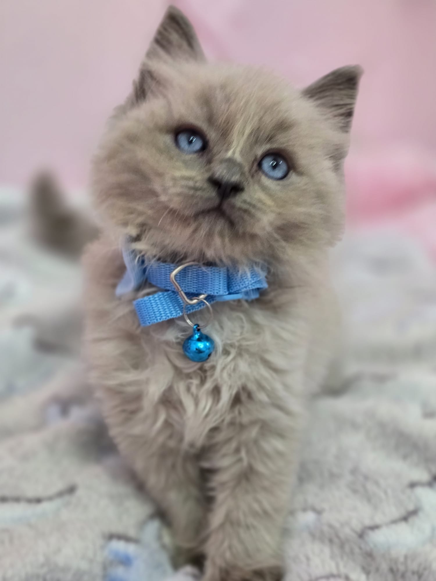 STUNNING RAGDOLL KITTENS