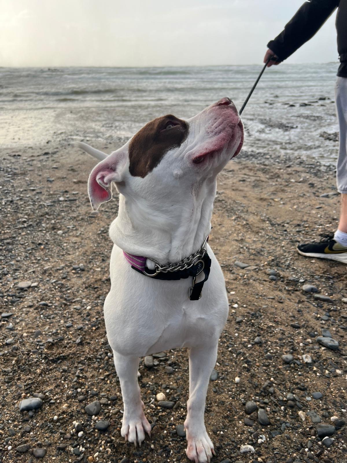 10 month old American Bulldog 