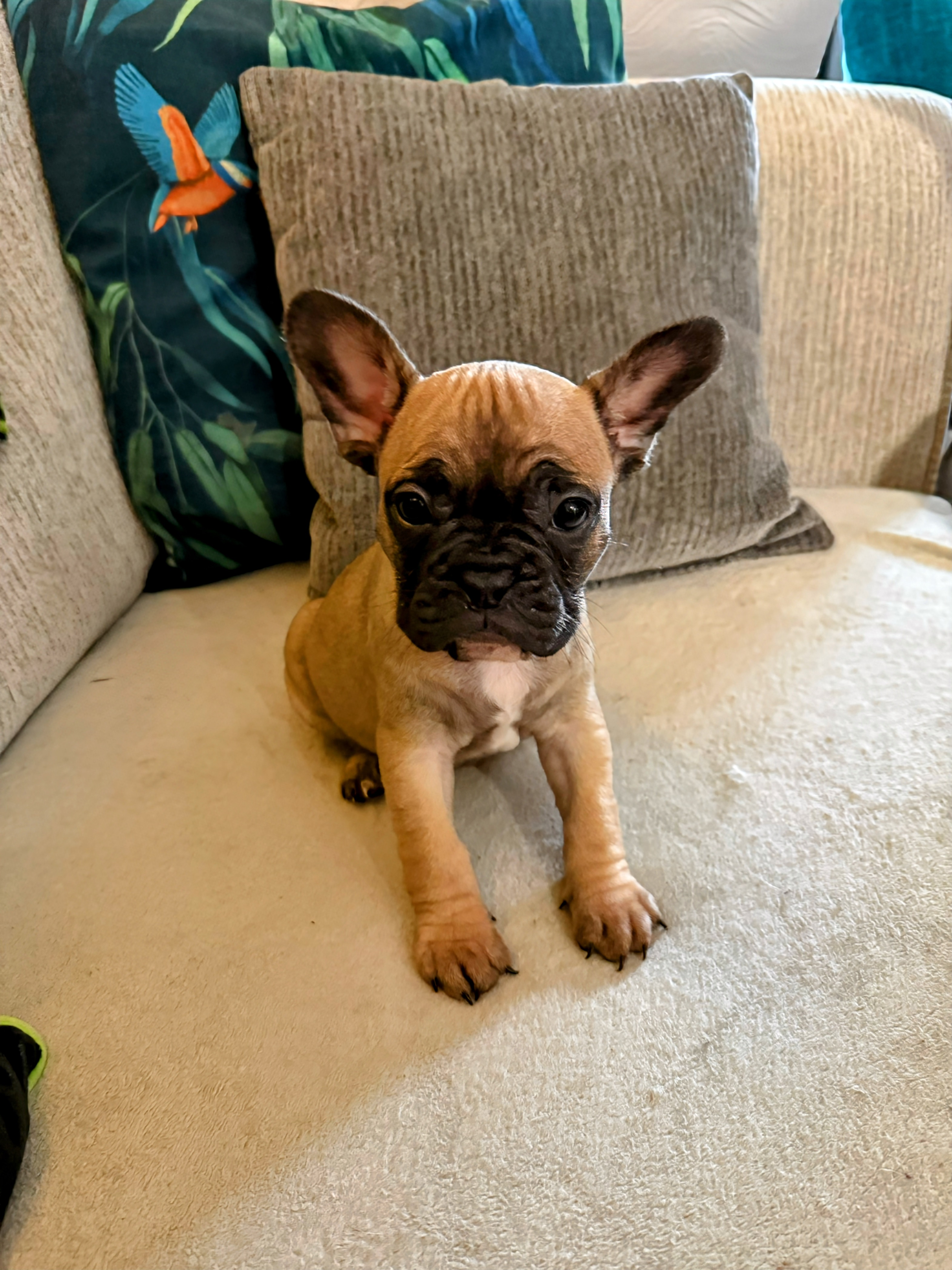 French bulldog puppies 