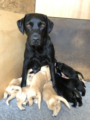 KC Registered Labrador Puppies 🐶 - Perfect Family Companion