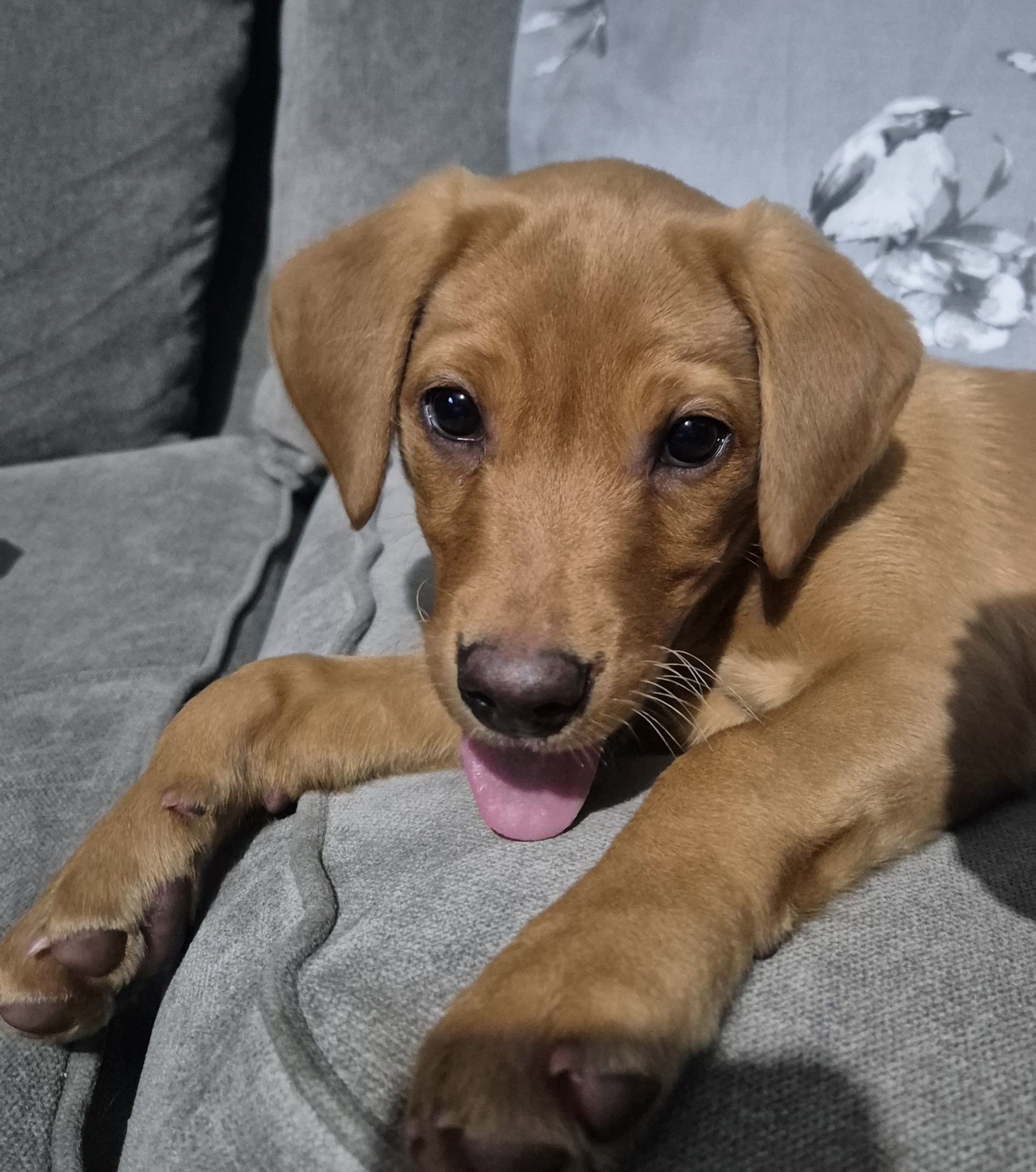 11 week old red fox labrador 