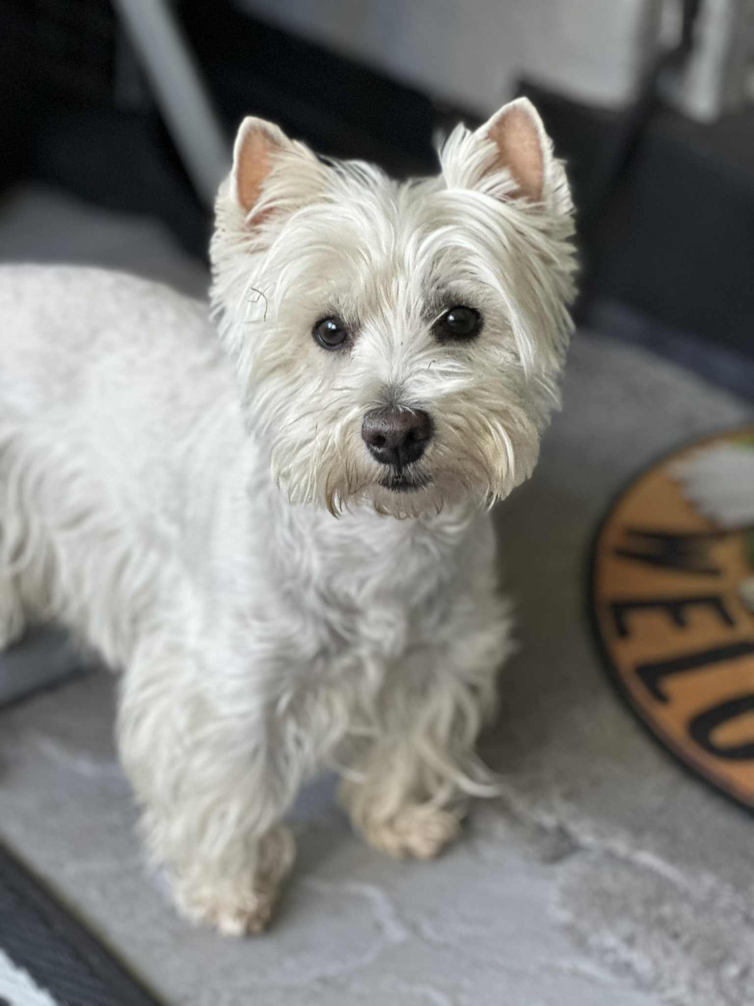 Quality Pedigree West Highland White Terrier puppies