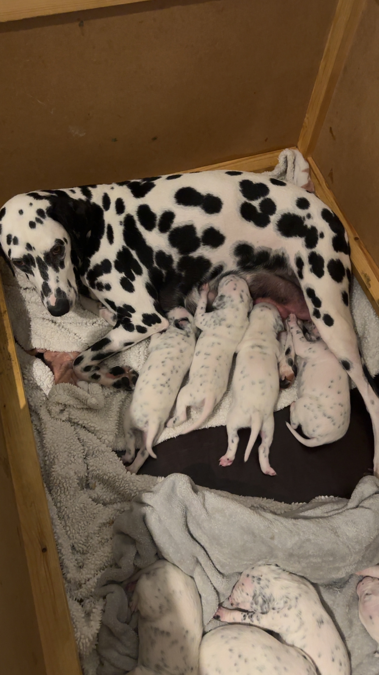 Dalmatian pups 