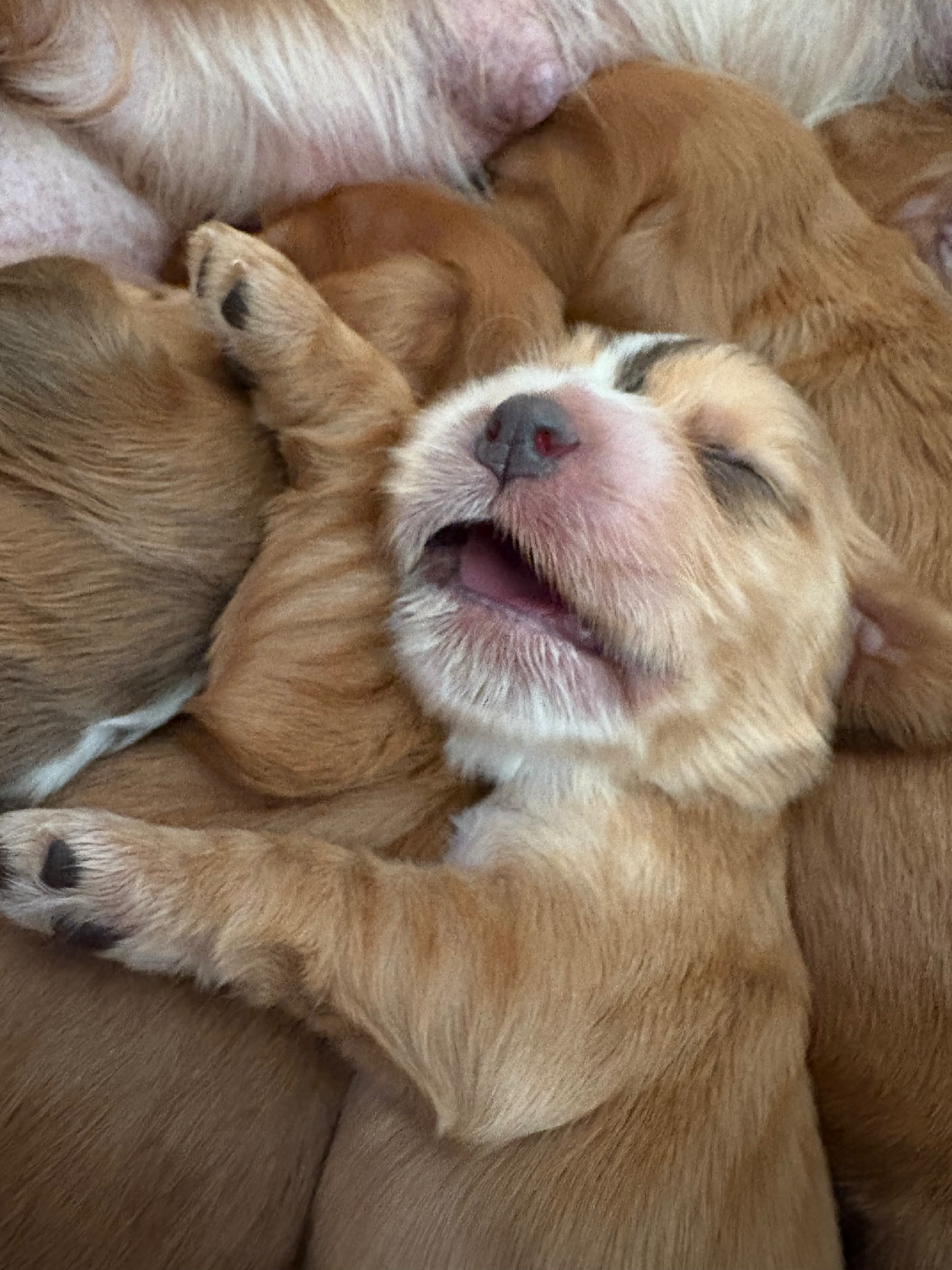 Gorgeous KC Registered Show Cocker Spaniel Pups