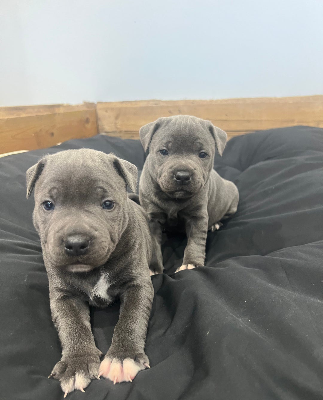Stunning  chunky litters of 2 staffy pups