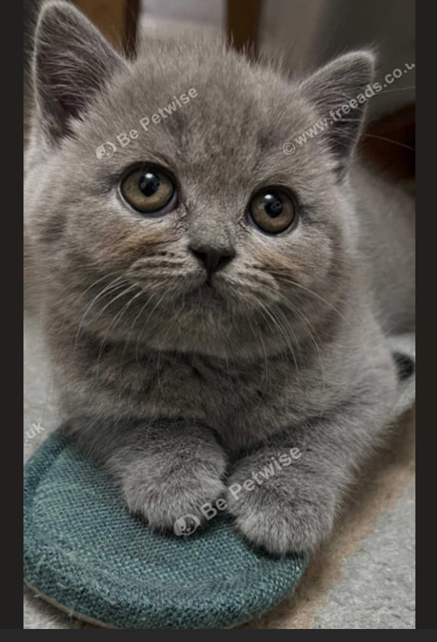 blue british shorthair kittens for sale